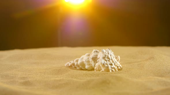 Unusual Ocean Shell, White, on Sand, Back Yellow Light, Close Up, Rotation