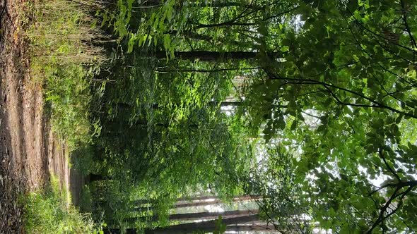 Vertical Video of a Forest with Trees