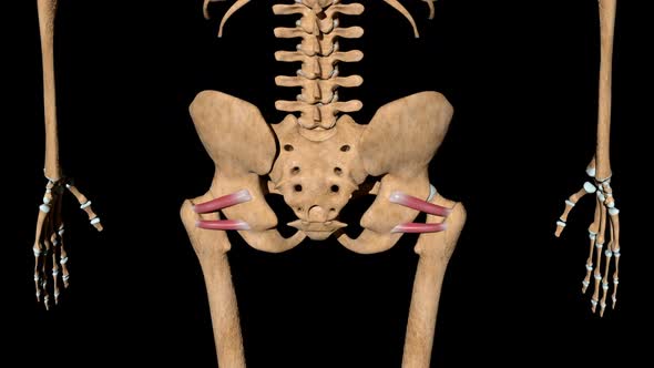 Superior And Inferior Gemellus Muscles On Skeleton