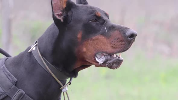 Dog Breed Doberman Pinscher, Guards the Territory and Barks at the Robber.