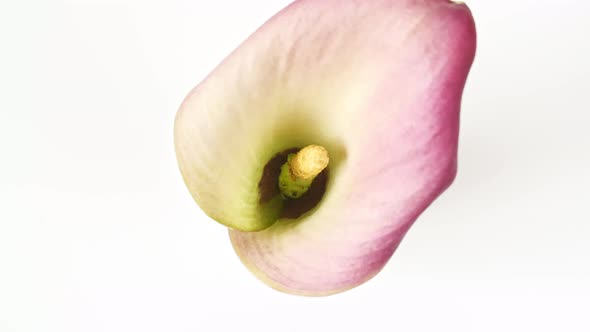 Pink Calla Rotating on White Background Macro Shot