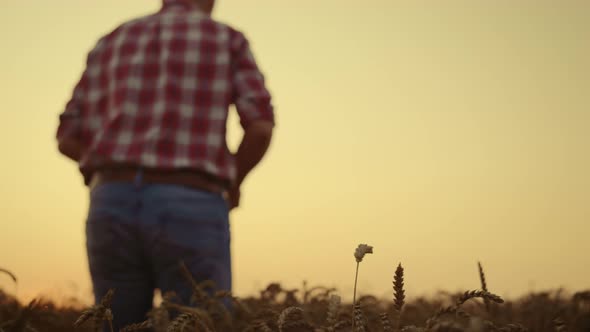 Agri Man Farmer Walking Wheat Cereal Field at Sunset
