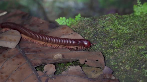 Asian Giant Millipede, Asian Red Millipede crawling on dry leaves, mossy rock at tropical rainforest