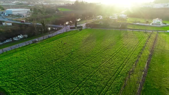 Agriculture Farmers Working in the Field