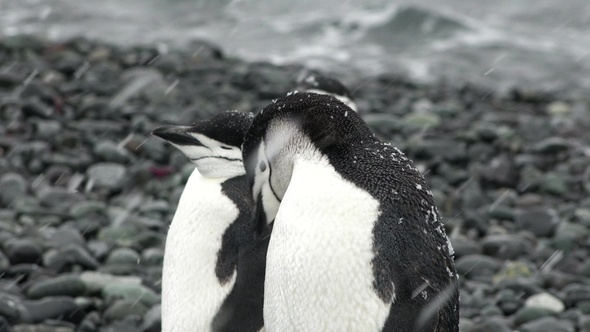 Penguins. Antarctica. A group of Penguins walking along the rocky shore in the Antarctic peninsula.