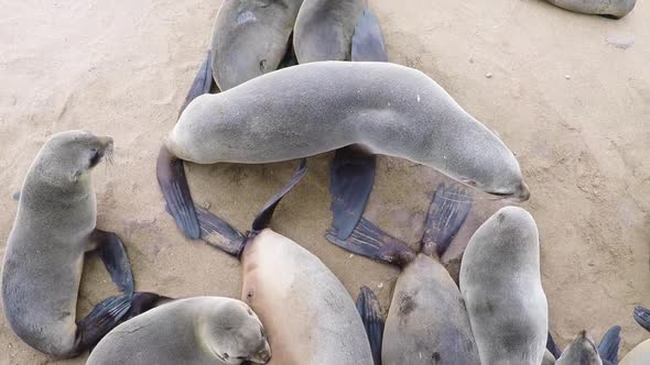 Cape Cross Seal Reserve in Namibia