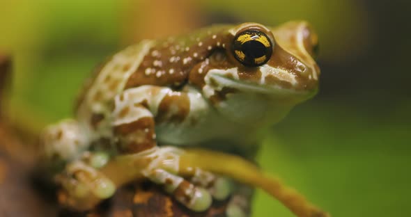 Mission Golden-eyed Tree Frog or Amazon Milk Frog (Trachycephalus Resinifictrix) Is a Large Species