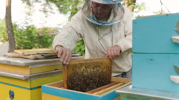 beekeeper holding a honeycomb full of bees. Beekeeper inspecting honeycomb frame at apiary