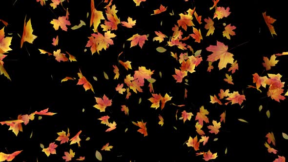 Falling Maple Leaves