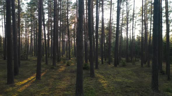 AERIAL: Warm Spring Sun Cast Long Shadows on the Forest Ground