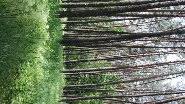 Vertical Video of Forest Landscape in Summer Slow Motion