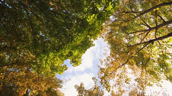 Green And Yellow Trees Against Blue Sky. Look Up View In Forest Or Park. Slow Motion Steadycam