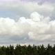Timelapse with clouds and pine forest - VideoHive Item for Sale