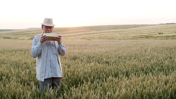 Senior Man Stands in a Wheat Field in a Sunny Day Sniffs Freshly Baked Bread