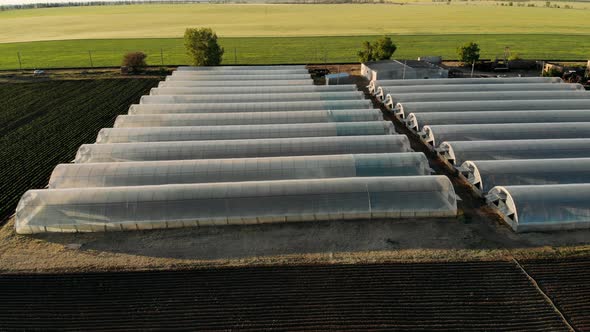 Greenhouses Lined Up in Row Covered with Transparent Film of Growing Vegetables Fruits in Sunlight