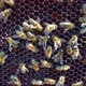 Flying Bees Collect Honey on a Private Apiary - VideoHive Item for Sale