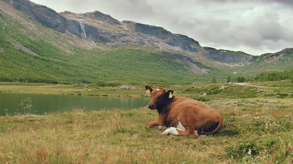 Brown Cow Lying And Resting On The Green Grass, Turns Head To Look At The Camera In The Valley Of Hy