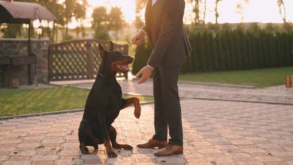 A Rich Businessman in a Business Suit Walks with a Big Doberman in the Park. A Successful Bearded