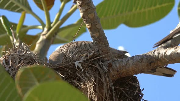 Motley Pigeon in Nest on Tree