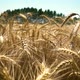 Field Of Wheat - VideoHive Item for Sale