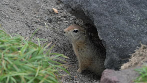 Curious but Cautious Wild Animal Arctic Ground Squirrel Peeps Out of Hole Under Stone Looking Around