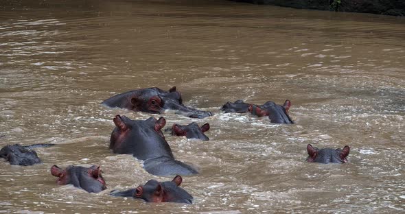 Hippopotamus, hippopotamus amphibius, Group standing in River, Masai Mara park in Kenya