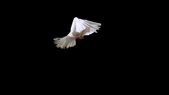 White bird flapping on black background, Slow Motion