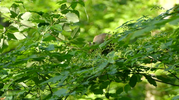 Squirrel eating a nut on a tree branch surrounded by green leaves in a natural habitat with a blurre