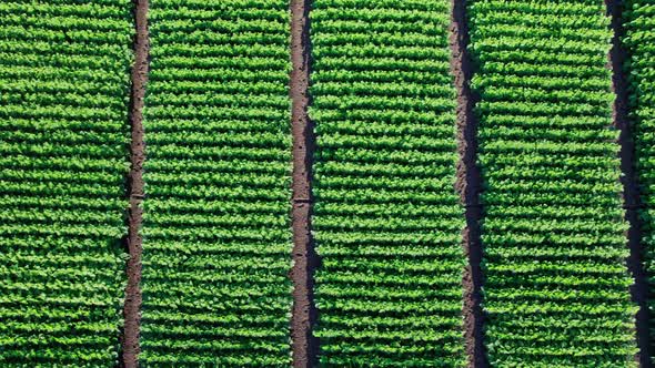 Green Agriculture Corn Field