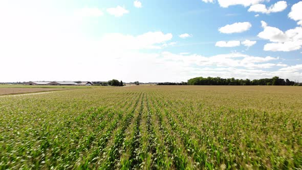 Drone footage over corn fields in Michigan