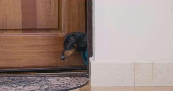 Dachshund Dog in Terry Bathrobe Rushes Out of Apartment