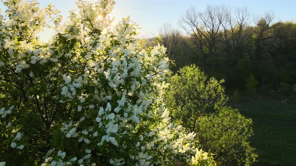 Aerial View of Blooming Garden with White Blossoming Trees in Early Spring at Sunset