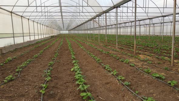 Bean Plants Grow in Rows in a Greenhouse
