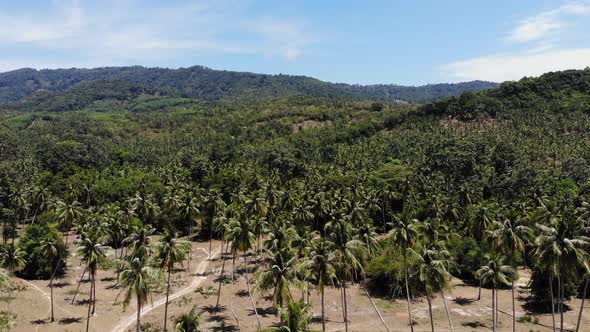 Aerial Drone View, Island Landscape, Coconut Palm Plantations, Thailand. Natural Idyllic Paradise