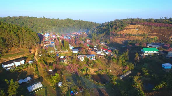 A rural village with beautiful Wild Himalayan Cherry (Prunus cerasoides) trees