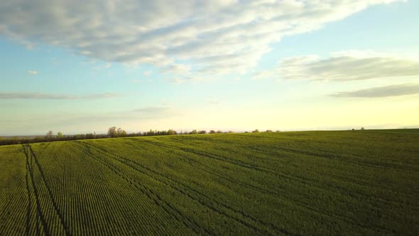 Aerial view of bright green agricultural farm field on hills with growing rapeseed plants