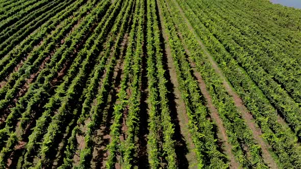 Aerial view of vineyard in Georgia. showing beautiful rows and landscape.