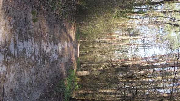 Vertical Video of a Road in the Forest Slow Motion