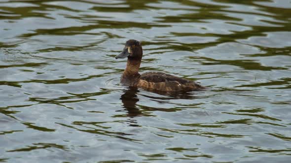 Mallard Duck with Duckling