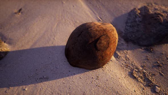 Brown Coconut on the Beach Sand