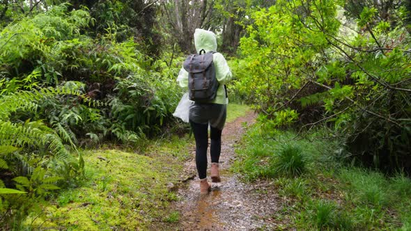 Hiking Woman Walk in Rainforest jungleRear Back View Girl Walking with Backpack