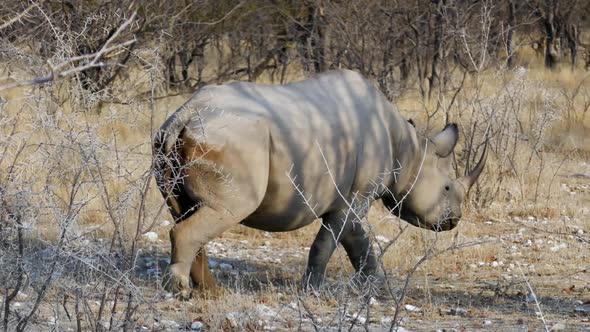 White Rhinoceros Walking in Front of Our Car in Etosha Namibia