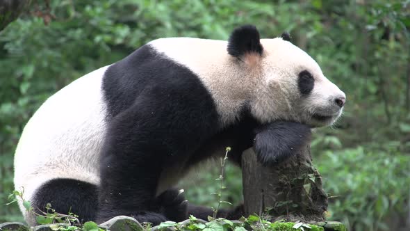Panda resting on a tree trunk in Chengdu 