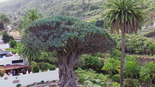 El Drago Milenario, the oldest specimen of the Dragon tree, dracaena draco, in Tenerife, Spain, surr