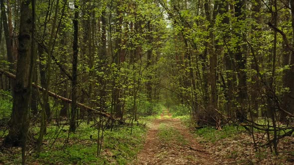 Walking Walk Along the Path