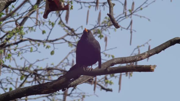 Slow motion medium shot of a young Blackbird sitting on a swaying branch, defecating, puffing up its