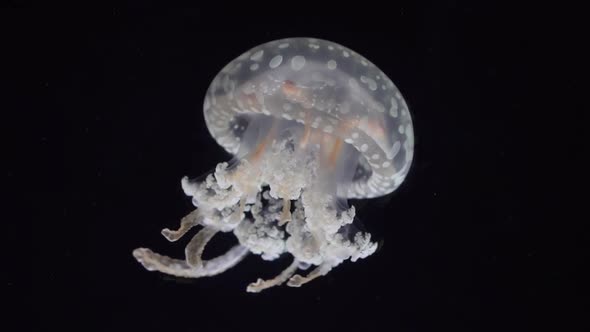 Animal Cinemagraphs – Dancing Jellyfish
