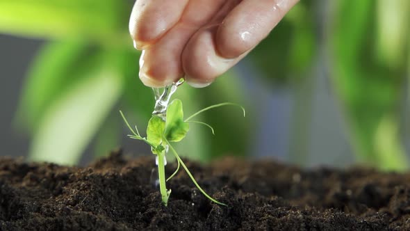Farmer's Hand Watering a Young Plant Slow Motion