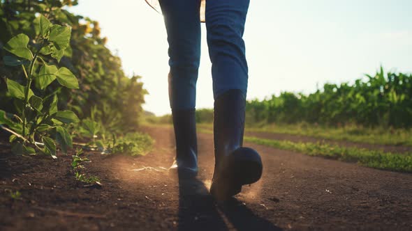 Close Up of Farmer's Feet in Boots Walking Along Land Road in Countryside in Field and Inspection