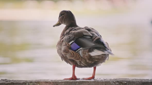 Duck shaking its feathers next to lake